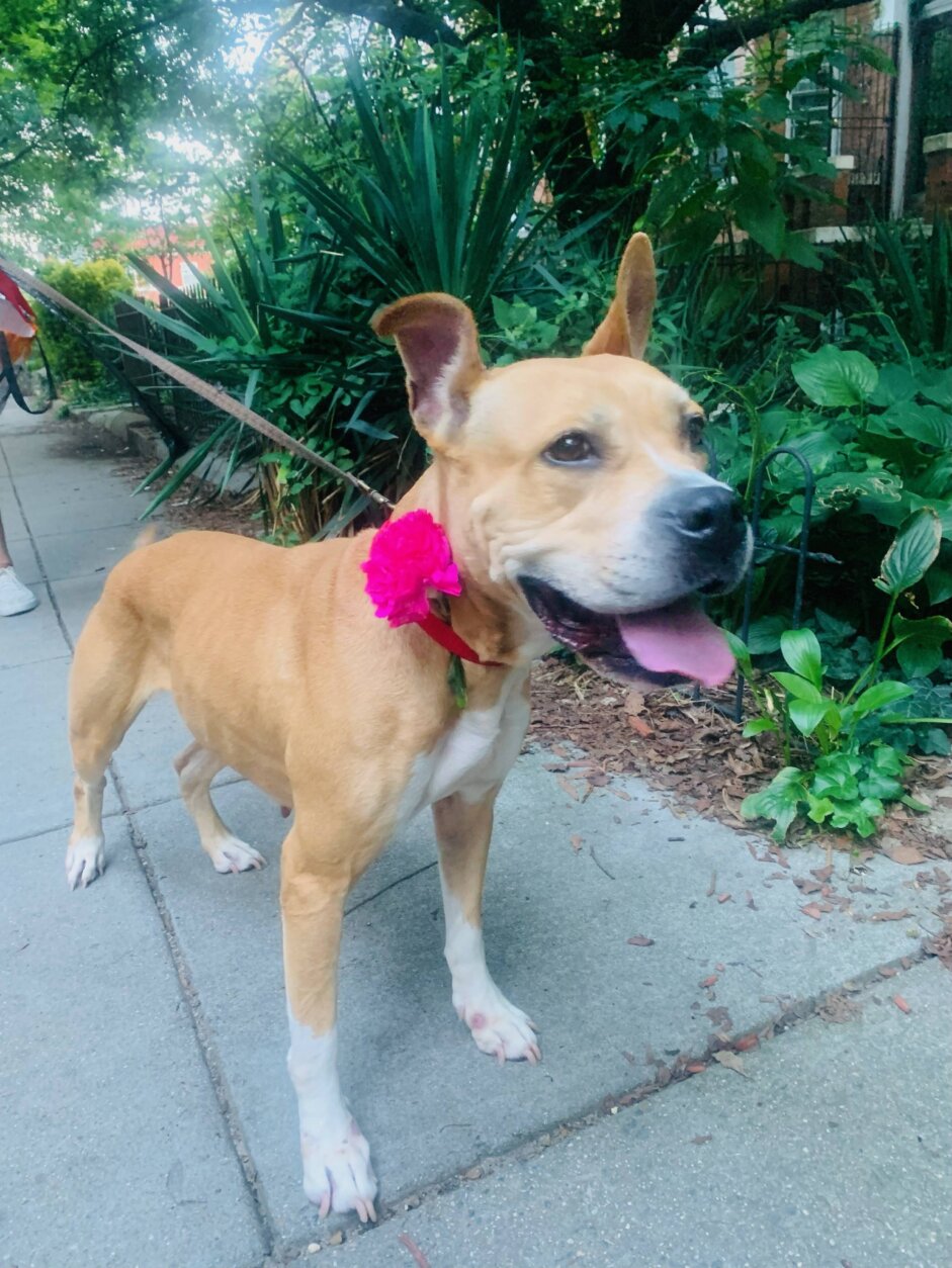 <p>Meet Marla!</p>
<p>She’s fun, wiggly, and eager to please. Marla pranced out of the shelter into her foster home with a stuffed animal in her mouth, and since then she&#8217;s been collecting more friends everywhere she goes, including the neighborhood kids who love to pet her. Marla is also friendly towards other dogs.</p>
<p>Marla is a fast learner who is close to mastering commands as sit, stay and down. Best of all, she is just as happy to cuddle next to you on the couch as she is to venture out for a walk or entertain herself with a toy.</p>
<p>Ready for a social, happy doggy to join your household? Visit <a href="http://humanerescuealliance.org/adopt">humanerescuealliance.org/adopt</a> to learn more about adopting Marla.</p>
