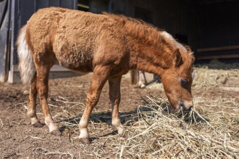 Mini farm animals are adorable. There’s also a growing demand for them