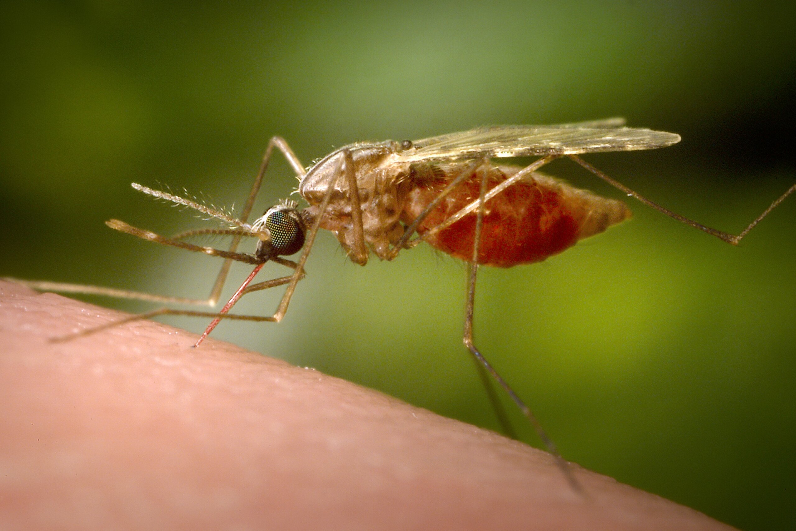 West Nile virus case reported in Maryland: What you need to know about mosquito-borne viruses