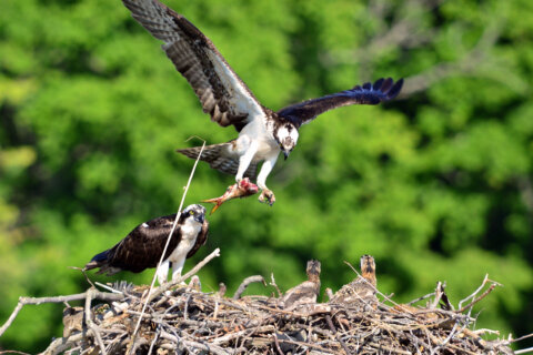 ‘Failed nests’: Fewer ospreys prompt a closer look at managing menhaden fish in the Chesapeake Bay