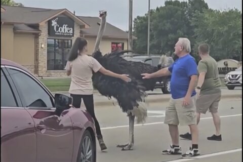 Errant ostrich brings traffic to a halt in South Dakota after escaping from a trailer