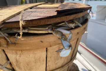 A Maryland blue crab makes a last-ditch effort to escape the basket.