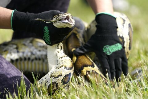 Snake hunters will wrangle invasive Burmese pythons in Everglades during Florida's 10-day challenge