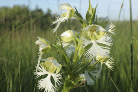 A rare orchid survives on a few tracts of prairie. Researchers want to learn its secrets