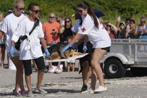 Subadult loggerhead sea turtle returns to Atlantic Ocean in Florida after rehabilitation