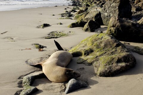 Sea lions are stranding themselves on California’s coast with signs of poisoning by harmful algae