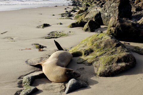 Sea lions are stranding themselves on California's coast with signs of poisoning by harmful algae