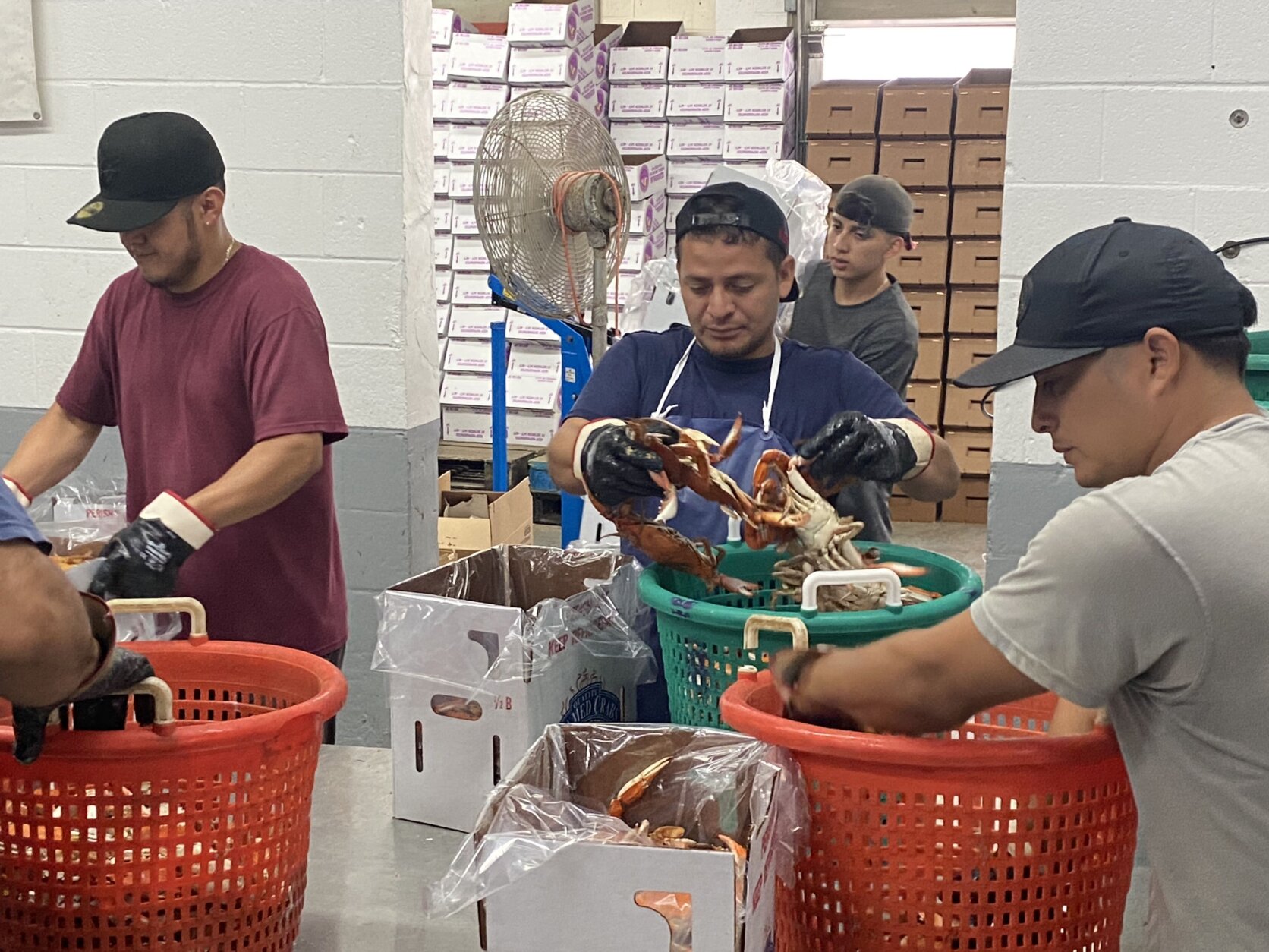 crabbers pick through buckets of crabs