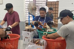 crabbers pick through buckets of crabs