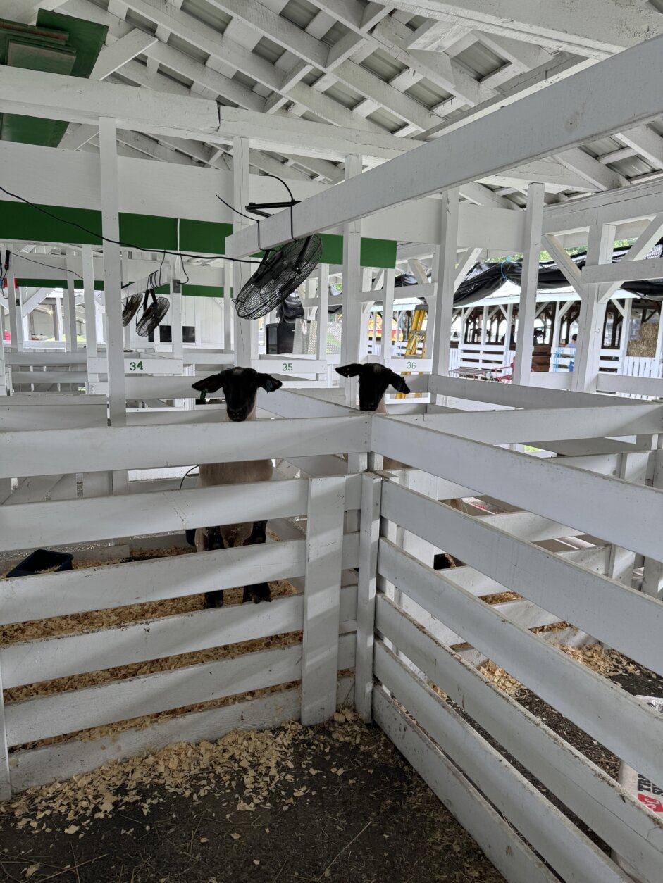 Animals at the Montgomery County Fair