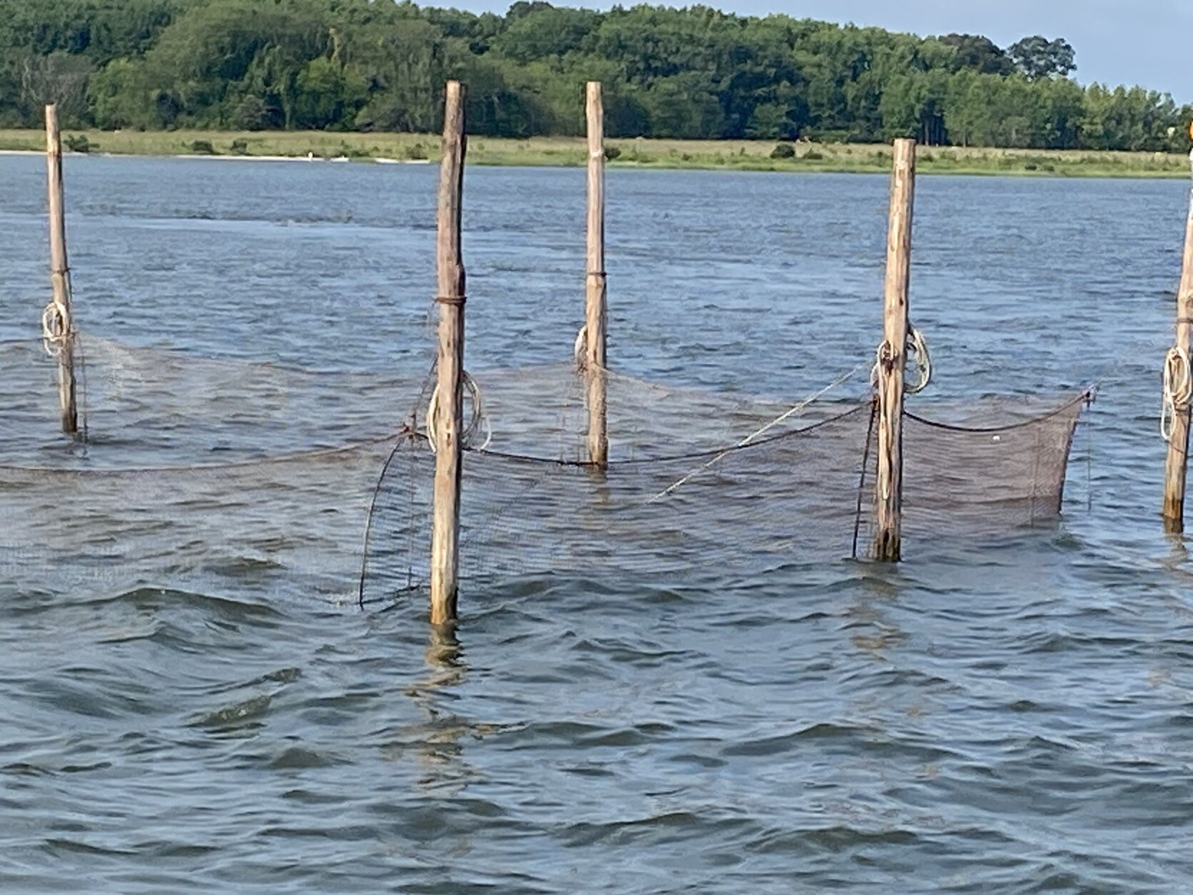 nets in the water for crabbing