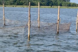 nets in the water for crabbing