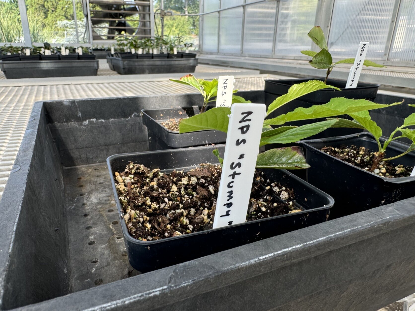 The National Park Service recruited the National Arboretum to help grow cuttings that were taken from Stumpy's few remaining leaves. (WTOP/Mike Murillo)