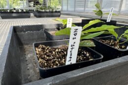 The National Park Service recruited the National Arboretum to help grow cuttings that were taken from Stumpy's few remaining leaves. (WTOP/Mike Murillo)