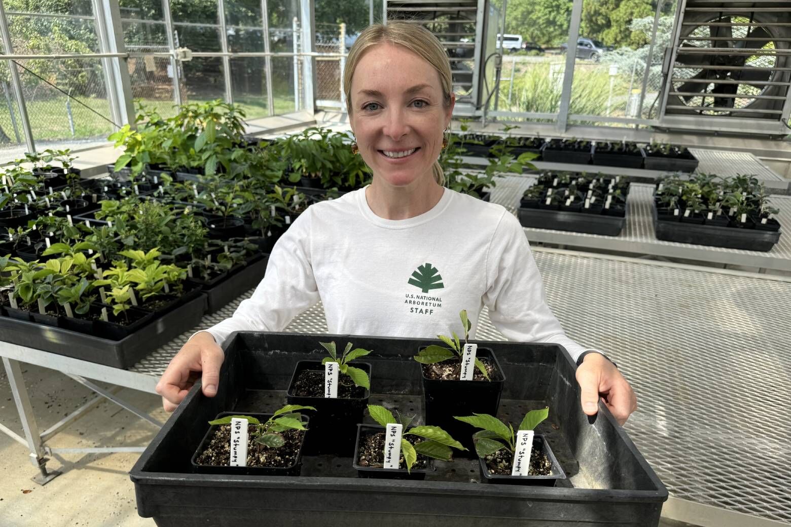 Piper Zettel, horticulturist at the National Arboretum, holds up the five cuttings successfully taken from Stumpy. (WTOP/Mike Murillo)