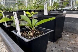 The National Park Service recruited the National Arboretum to help grow cuttings that were taken from Stumpy's few remaining leaves. (WTOP/Mike Murillo)