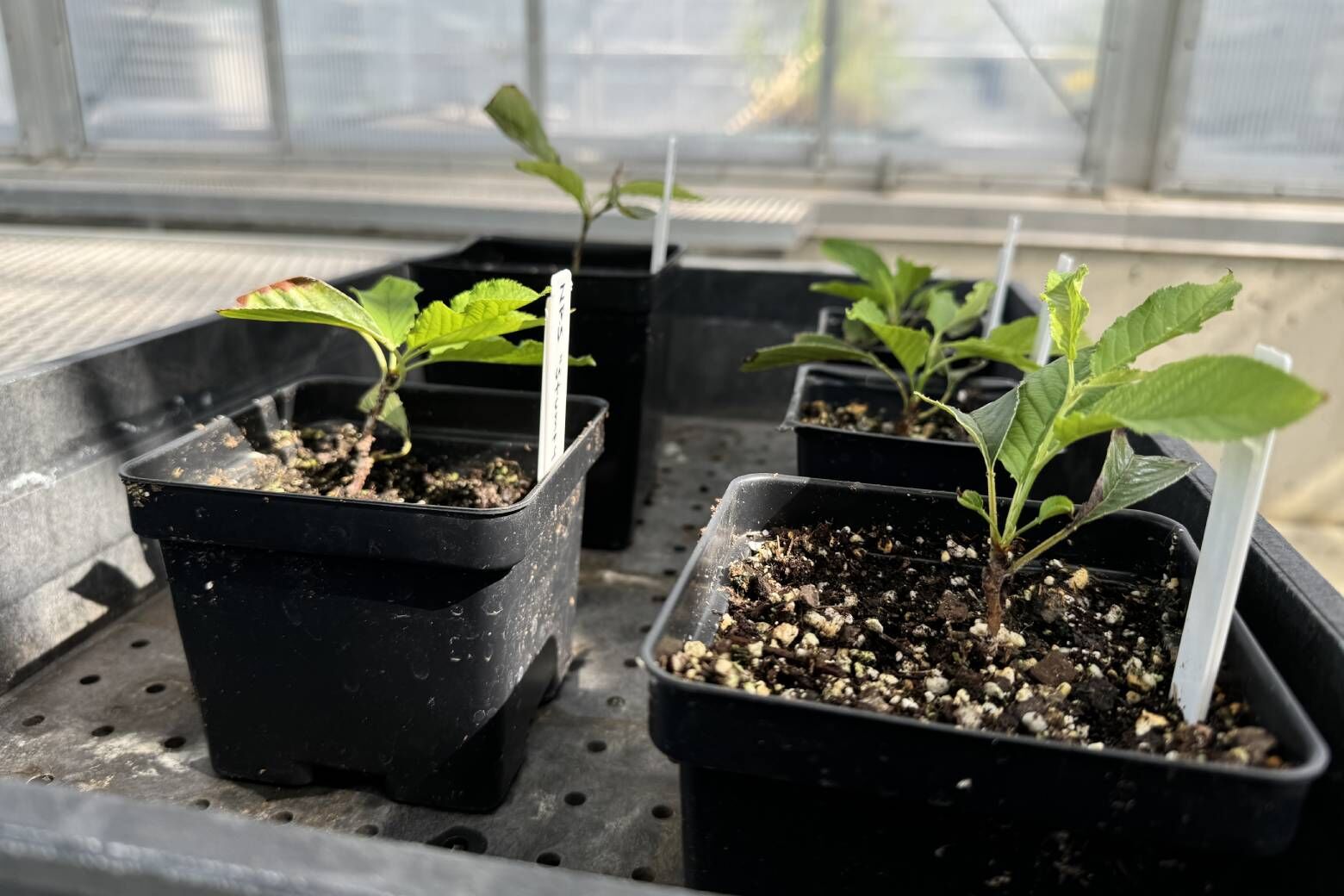 The National Park Service recruited the National Arboretum to help grow cuttings that were taken from Stumpy's few remaining leaves. (WTOP/Mike Murillo)