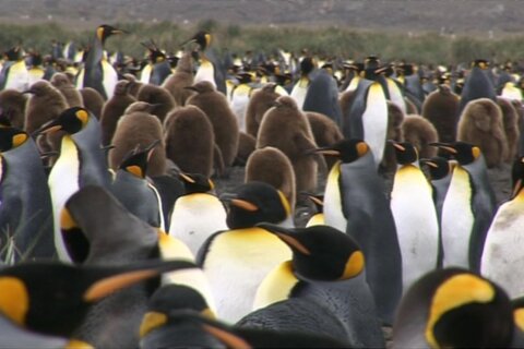 Maryland Zoo penguin ‘Mr. Greedy,’ father to hundreds of penguins across US, dead at 33