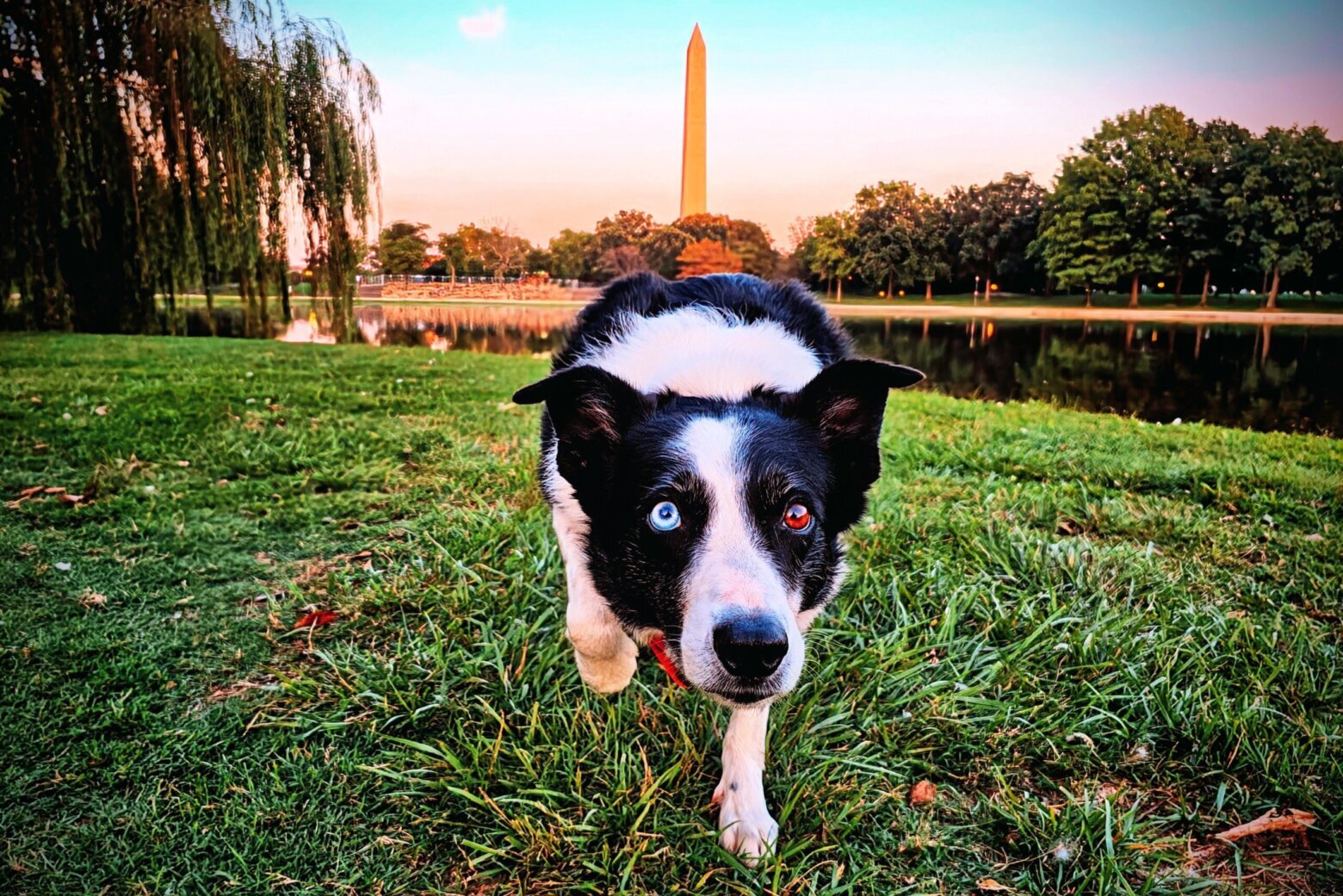 Agile Border Collie in action at the 2025 Dog Show