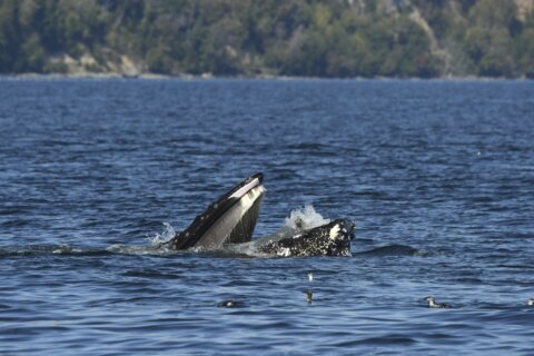 A bewildered seal found itself in the mouth of a humpback whale