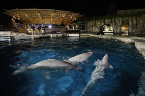 Connecticut aquarium pays over $12K to settle beluga care investigation