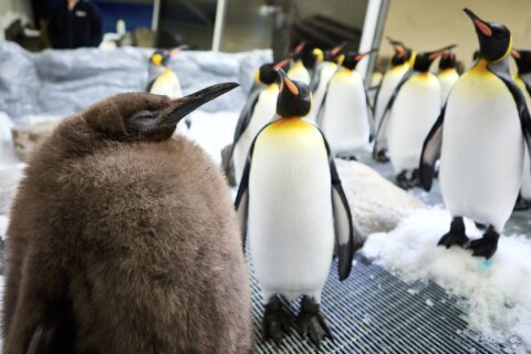 Huge Australian king penguin chick Pesto grows into social media star