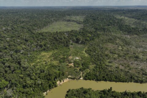 Judge in Brazil orders slaughterhouses to pay for Amazon reforestation