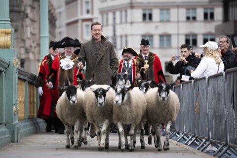 Damian Lewis herds sheep over a London bridge in homage to a medieval tradition