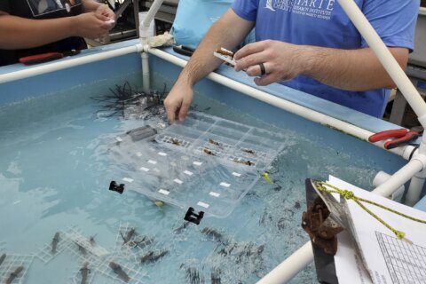 Endangered sea corals moved from South Florida to the Texas Gulf Coast for research and restoration