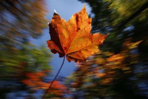 Maryland’s fall season might not be so colorful, predictions show