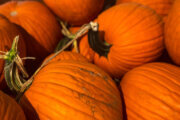 The psychology behind the pumpkin spice frenzy