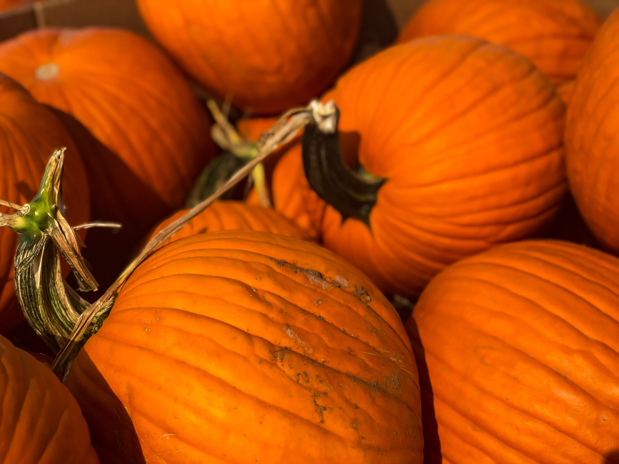 The psychology behind the pumpkin spice frenzy – WTOP News