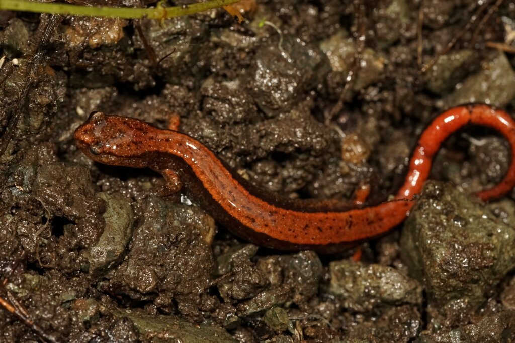 Uma salamandra de dorso vermelho