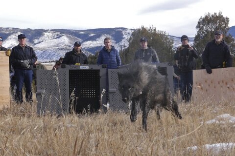 Wolf pack blamed in Colorado livestock attacks is captured and will be relocated