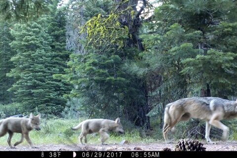 The Biden administration is taking steps to eliminate protections for gray wolves