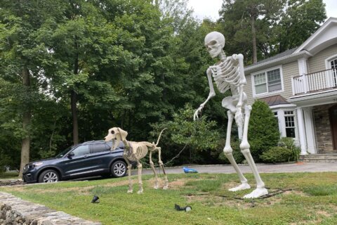 Halloween superfans see the culture catching up to them. (A 12-foot skeleton helped)