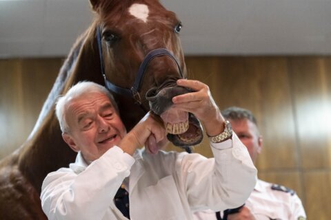 No neigh-sayers: Live horses join first-day veterinary students for anatomy lecture in Hungary