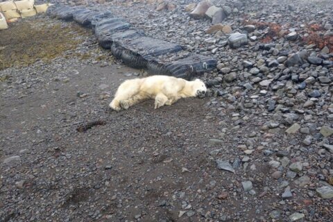 A rare polar bear showed up on the shores of Iceland. Police shot it