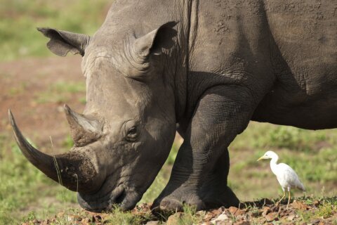 The number of rhinos is slightly up but poaching has increased too