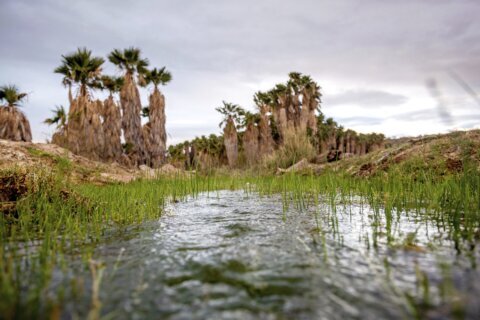 US judge unlikely to rule until next week as Arizona tribe fights to extend ban on lithium drilling