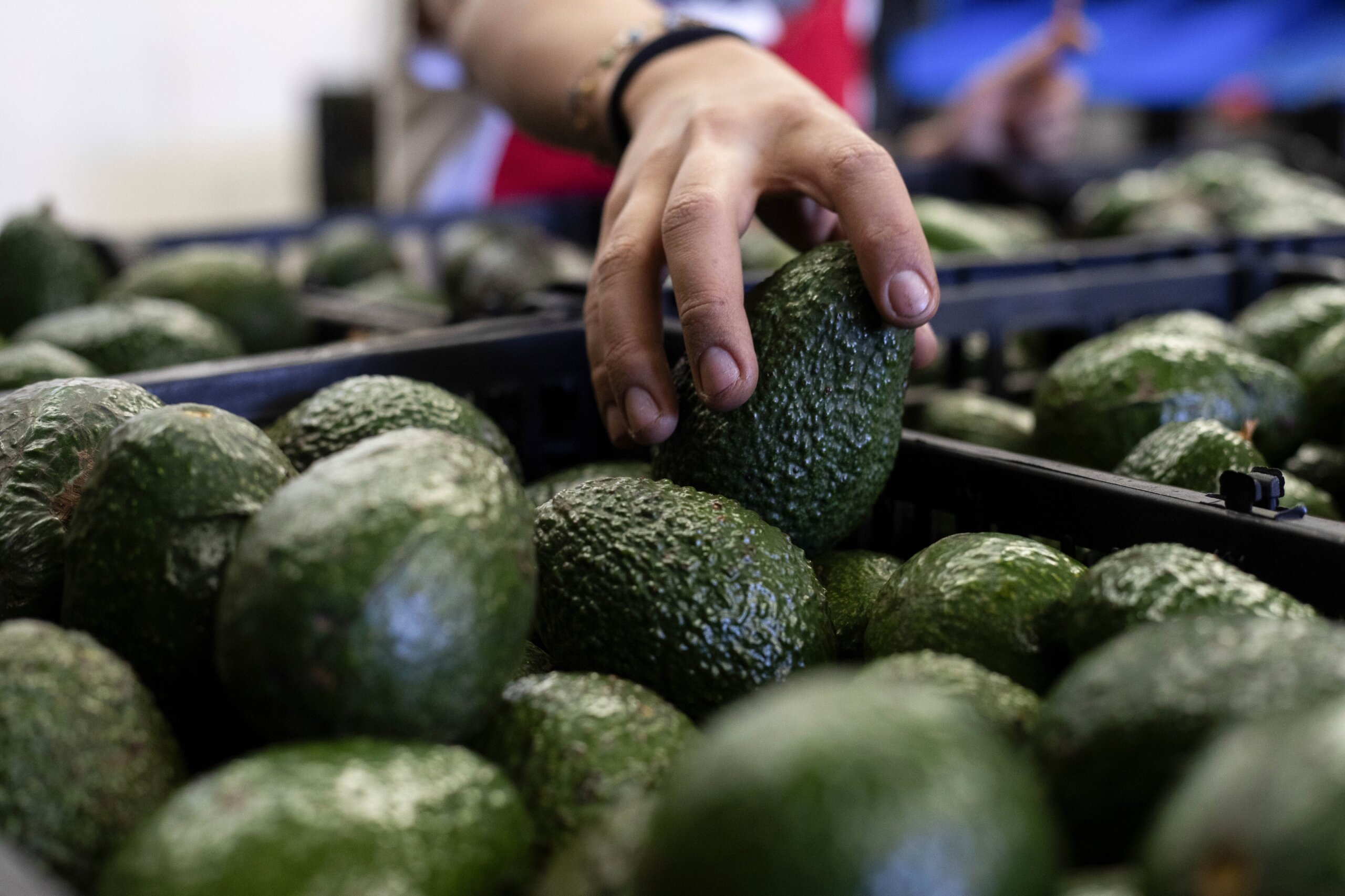 US to hand over pest inspections of Mexican avocados to Mexico and