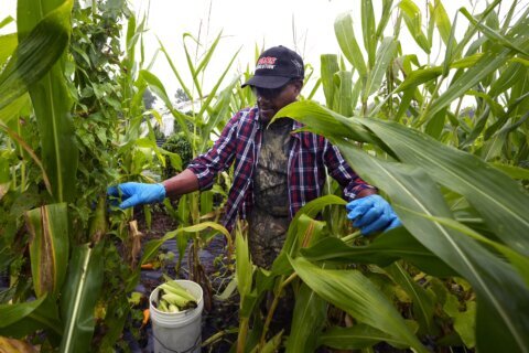 Refugees in New Hampshire turn to farming for an income and a taste of home