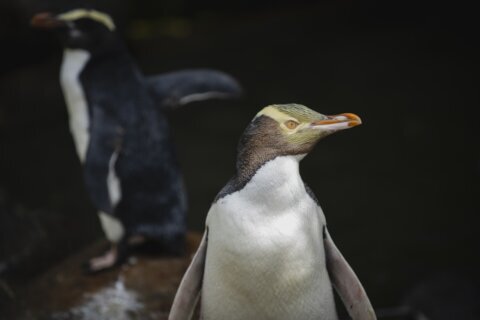 A shy penguin wins New Zealand’s bird election after a campaign filled with memes and tattoos