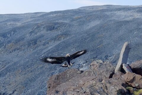 A young golden eagle attacks a toddler in Norway, its fourth such assault on humans