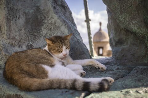 US halts plan to remove iconic stray cats from a historic area in Puerto Rico’s capital