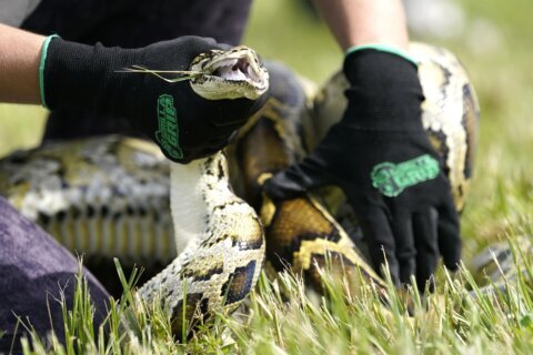 Grand prize winner removed 20 Burmese pythons from the wild in Florida challenge