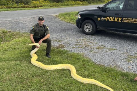 A 13-foot (and growing) python was seized from a New York home and sent to a zoo