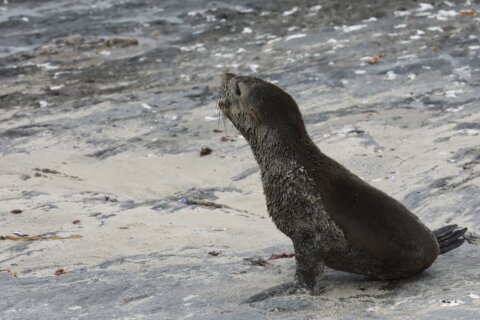 Scientists in South Africa say they have identified the first known outbreak of rabies in seals