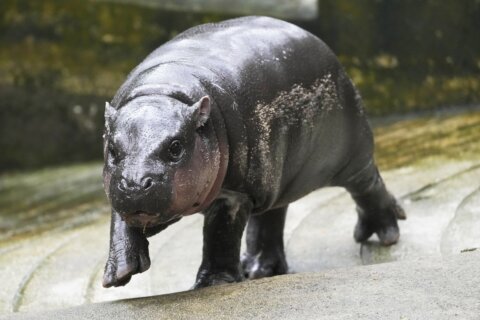 Thailand's adorable pygmy hippo Moo Deng has the kind of face that launches a thousand memes