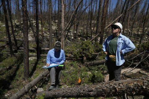 As many forests fail to recover from wildfires, replanting efforts face huge odds -- and obstacles